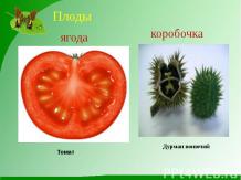 Минеральное-корневое питание растений