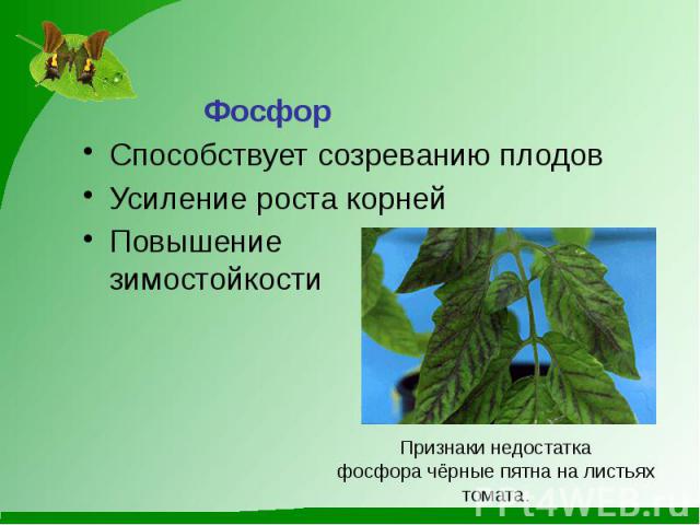 ФосфорСпособствует созреванию плодовУсиление роста корнейПовышениезимостойкости