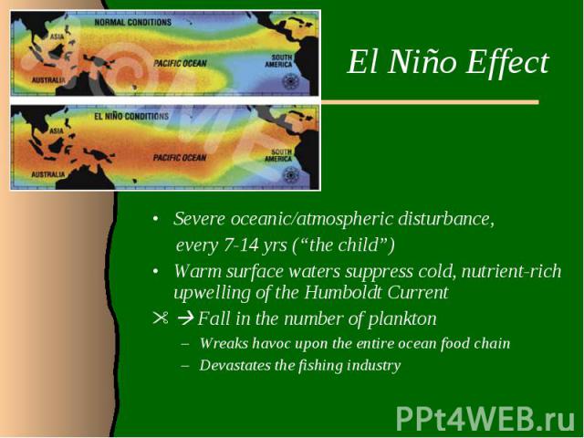 El Niño Effect Severe oceanic/atmospheric disturbance, every 7-14 yrs (“the child”)Warm surface waters suppress cold, nutrient-rich upwelling of the Humboldt Current Fall in the number of planktonWreaks havoc upon the entire ocean food chainDevastat…
