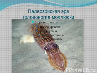 Палеозойская эра головоногие моллюски