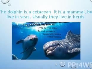 The dolphin is a cetacean. It is a mammal, but live in seas. Usually they live i