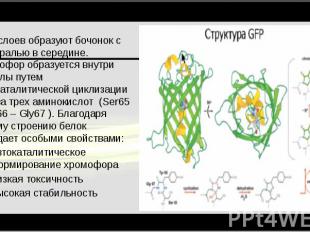 11&nbsp;β-слоев образуют бочонок с α-спиралью в середине. Хромофор образуется вн