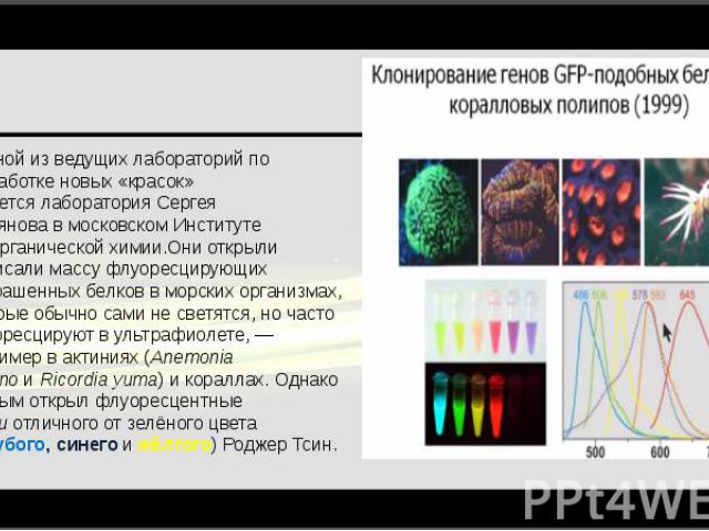   Одной из ведущих лабораторий по разработке новых «красок» является лаборатория Сергея Лукьянова в московском Институте биоорганической химии.Они открыли и описали массу флуоресцирующих и окрашенных белков в …