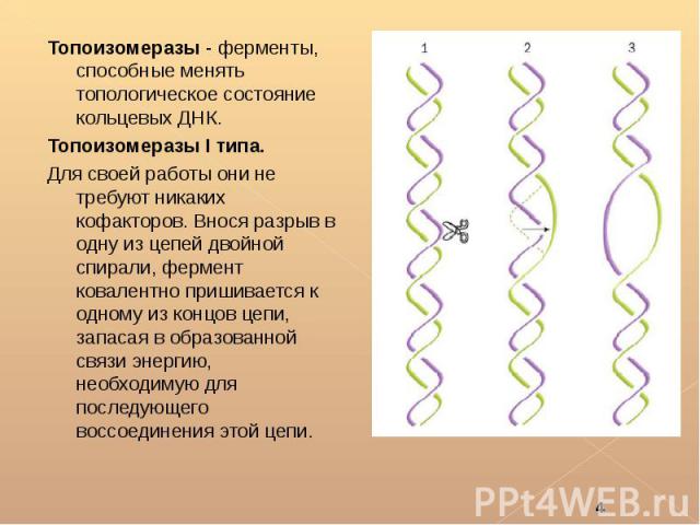 Топоизомеразы - ферменты, способные менять топологическое состояние кольцевых ДНК. Топоизомеразы - ферменты, способные менять топологическое состояние кольцевых ДНК. Топоизомеразы I типа. Для своей работы они не требуют никаких кофакторов. Внос…