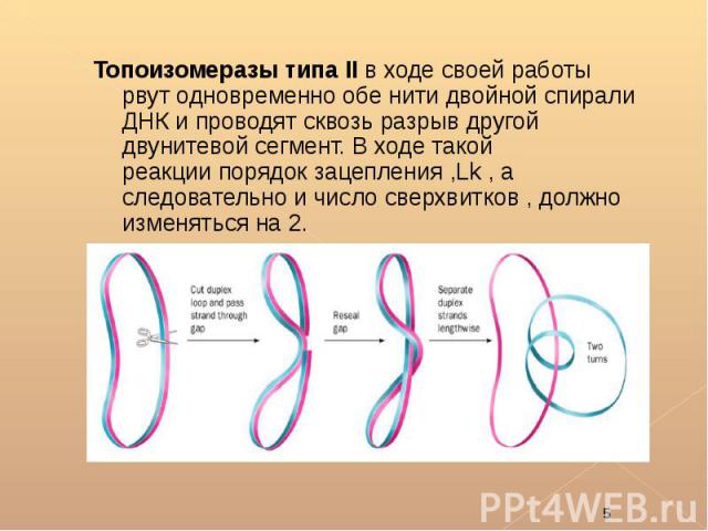 Топоизомеразы типа II в ходе своей работы рвут одновременно обе нити двойной спирали ДНК и проводят сквозь разрыв другой двунитевой сегмент. В ходе такой реакции порядок зацепления ,Lk , а следовательно и число сверхвитков ,…