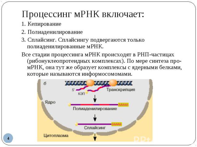 1. Кепирование 1. Кепирование 2. Полиаденилирование 3. Сплайсинг. Сплайсингу подвергаются только полиаденилированные мРНК. Все стадии процессинга мРНК происходят в РНП-частицах (рибонуклеопротеидных комплексах). По мере синтеза про-мРНК, она тут же …