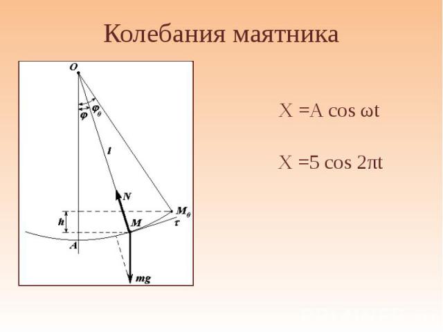 Колебания маятникаX =A cos ωt X =5 cos 2πt