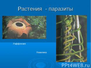 Растения - паразитыРаффлезия Повилика
