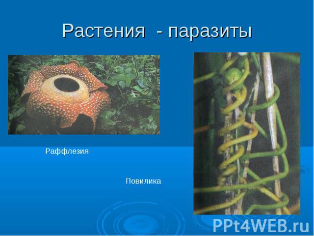 Растения - паразитыРаффлезия Повилика