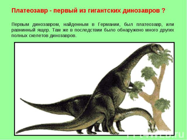 Платеозавр - первый из гигантских динозавров ? Первым динозавром, найденным в Германии, был платеозавр, или равнинный ящер. Там же в последствии было обнаружено много других полных скелетов динозавров.