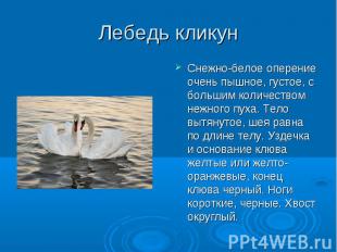 Снежно-белое оперение очень пышное, густое, с большим количеством нежного пуха.