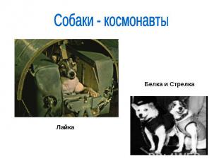 Собаки - космонавтыБелка и Стрелка Лайка