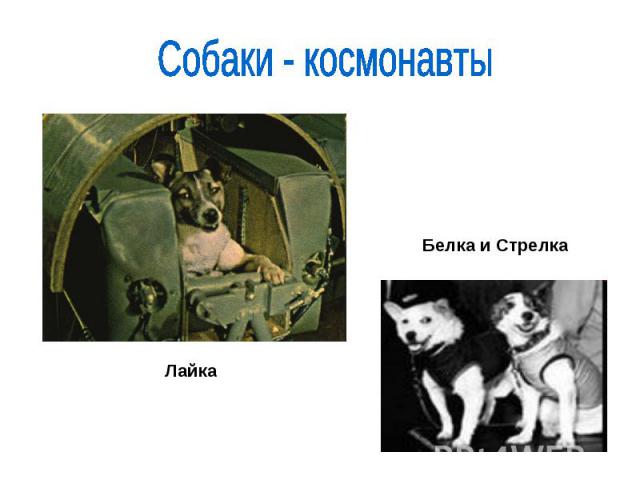 Собаки - космонавтыБелка и Стрелка Лайка
