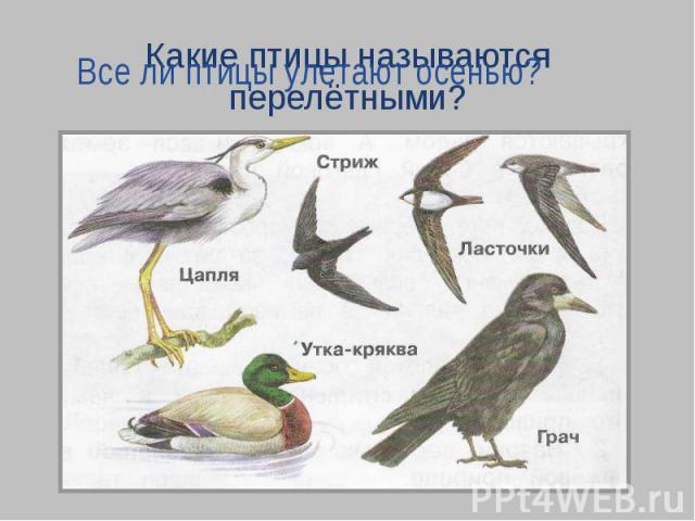 Какие птицы называются перелётными?