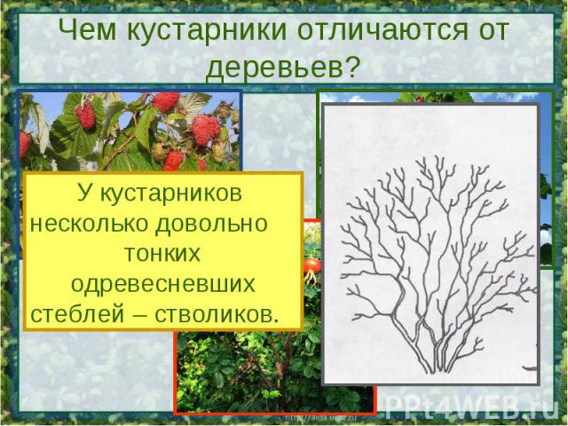 Чем кустарники отличаются от деревьев? У кустарников несколько довольно тонких одревесневшихстеблей – стволиков.