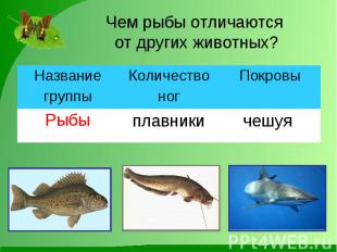 Чем рыбы отличаются от других животных?