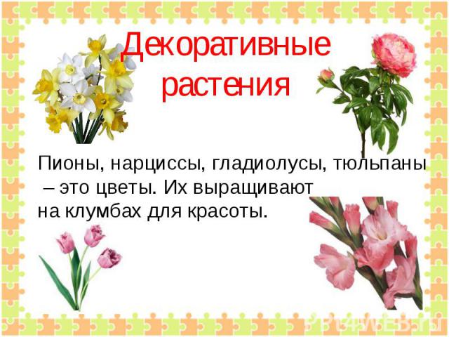 Декоративныерастения Пионы, нарциссы, гладиолусы, тюльпаны – это цветы. Их выращивают на клумбах для красоты.