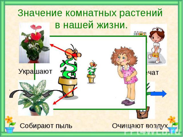 Значение комнатных растений в нашей жизни.