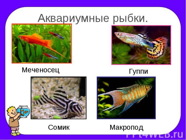 Аквариумные рыбки. Меченосец Гуппи Сомик Макропод