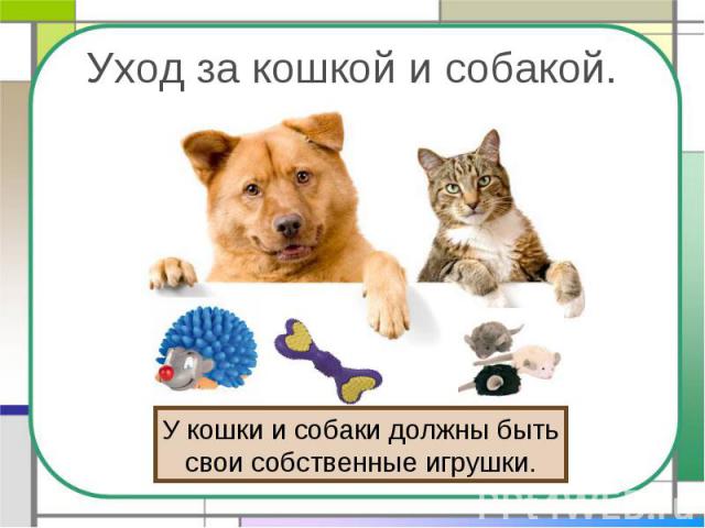 Уход за кошкой и собакой. У кошки и собаки должны бытьсвои собственные игрушки.