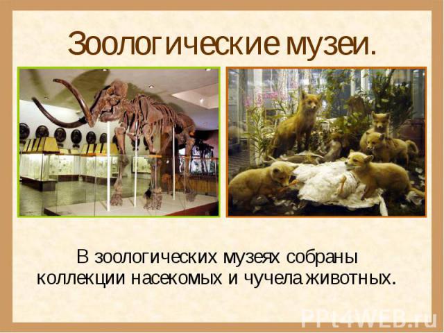 Зоологические музеи.В зоологических музеях собраны коллекции насекомых и чучела животных.