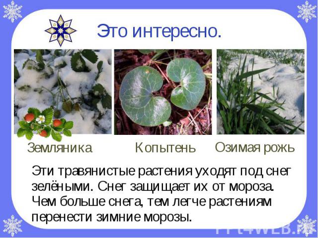 Это интересно.Эти травянистые растения уходят под снег зелёными. Снег защищает их от мороза. Чем больше снега, тем легче растениям перенести зимние морозы.