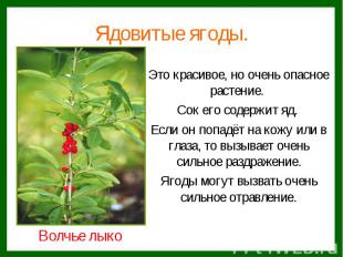 Ядовитые ягоды.Это красивое, но очень опасное растение. Сок его содержит яд. Есл