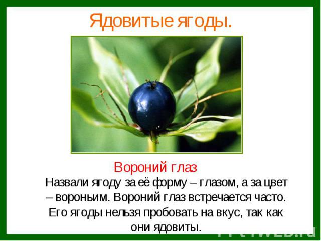 Ядовитые ягоды.Назвали ягоду за её форму – глазом, а за цвет– вороньим. Вороний глаз встречается часто.Его ягоды нельзя пробовать на вкус, так какони ядовиты.