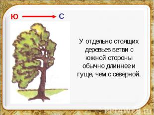 У отдельно стоящих деревьев ветви с южной стороны обычно длиннее и гуще, чем с с