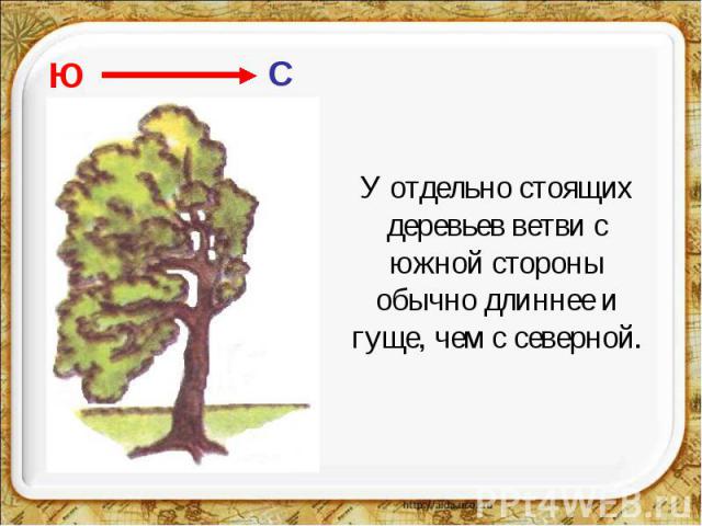 У отдельно стоящих деревьев ветви с южной стороны обычно длиннее и гуще, чем с северной.