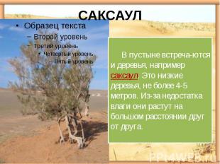 САКСАУЛ В пустыне встреча-ются и деревья, например саксаул. Это низкие деревья,