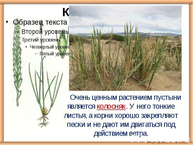 КОЛОСНЯК Очень ценным растением пустыни является колосняк. У него тонкие листья, а корни хорошо закрепляют пески и не дают им двигаться под действием ветра.
