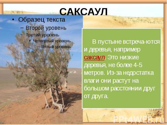 САКСАУЛ В пустыне встреча-ются и деревья, например саксаул. Это низкие деревья, не более 4-5 метров. Из-за недостатка влаги они растут на большом расстоянии друг от друга.