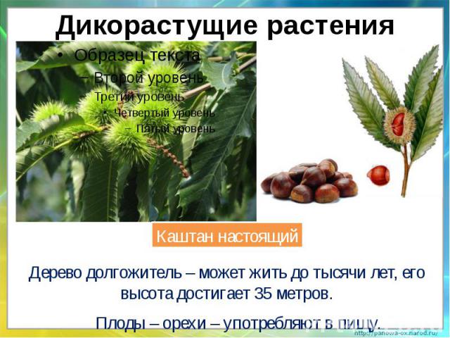 Дикорастущие растенияДерево долгожитель – может жить до тысячи лет, его высота достигает 35 метров.Плоды – орехи – употребляют в пищу.