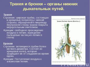 Трахея и бронхи – органы нижних дыхательных путей. ТрахеяСтроение: широкая трубк