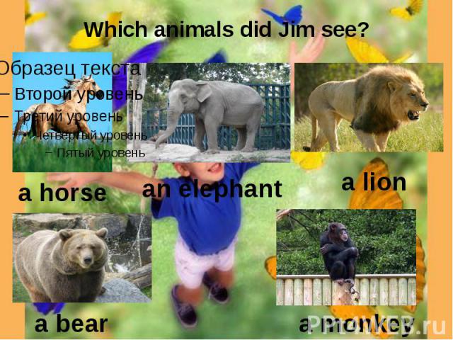 Which animals did Jim see?
