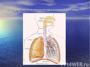 По рисунку изучите строение дыхательной системы.