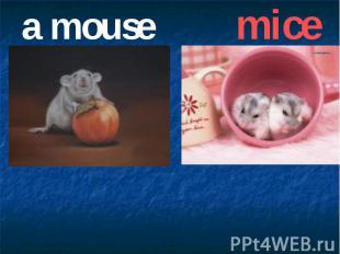 a mouse mice
