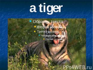 a tiger