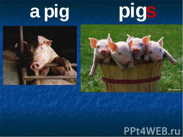 a pig pigs