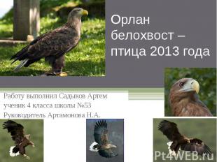 Орлан белохвост – птица 2013 года Работу выполнил Садыков Артемученик 4 класса ш