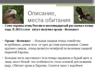 Описание, места обитания Союз охраны птиц России в восемнадцатый раз назвал птиц