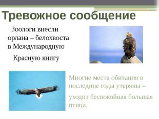 Тревожное сообщение Зоологи внесли орлана – белохвоста в Международную Красную к