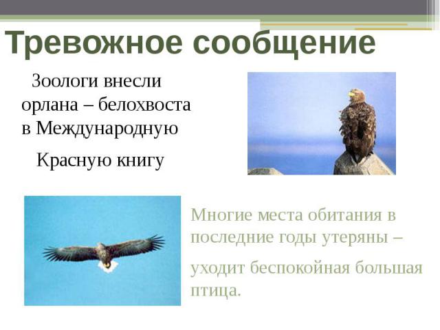 Тревожное сообщение Зоологи внесли орлана – белохвоста в Международную Красную книгу Многие места обитания в последние годы утеряны –уходит беспокойная большая птица.
