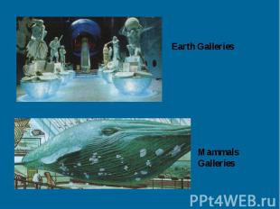 Earth Galleries Mammals Galleries