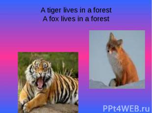 A tiger lives in a forestA fox lives in a forest