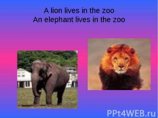 A lion lives in the zooAn elephant lives in the zoo
