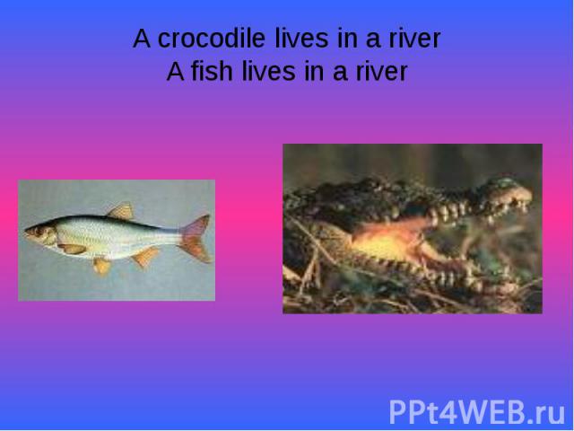 A crocodile lives in a riverA fish lives in a river