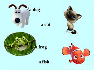 a dog a cat a frog a fish