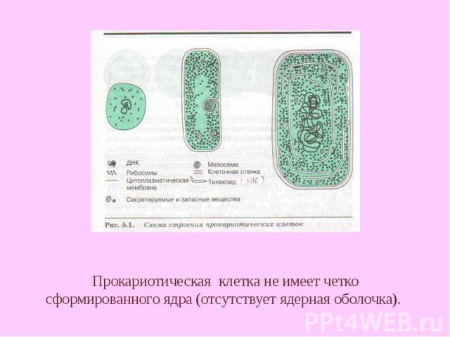 Прокариотическая клетка не имеет четко сформированного ядра (отсутствует ядерная оболочка).
